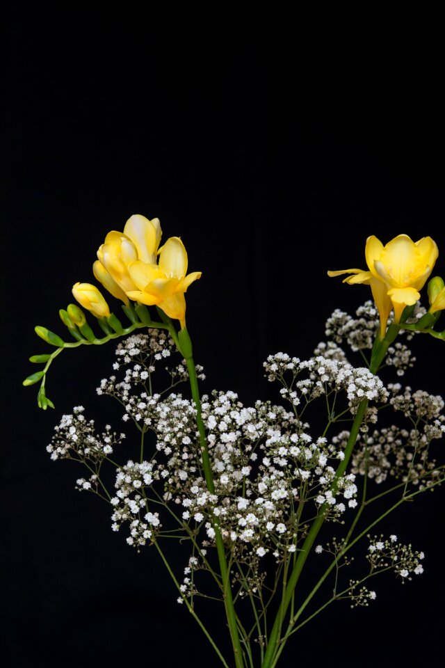 Yellow freesia tiresome schnittblume