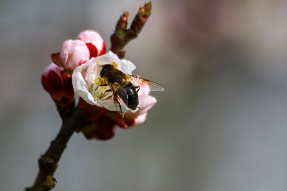 Forage pollinator spring
