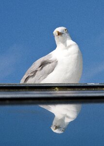 Bird sea north sea