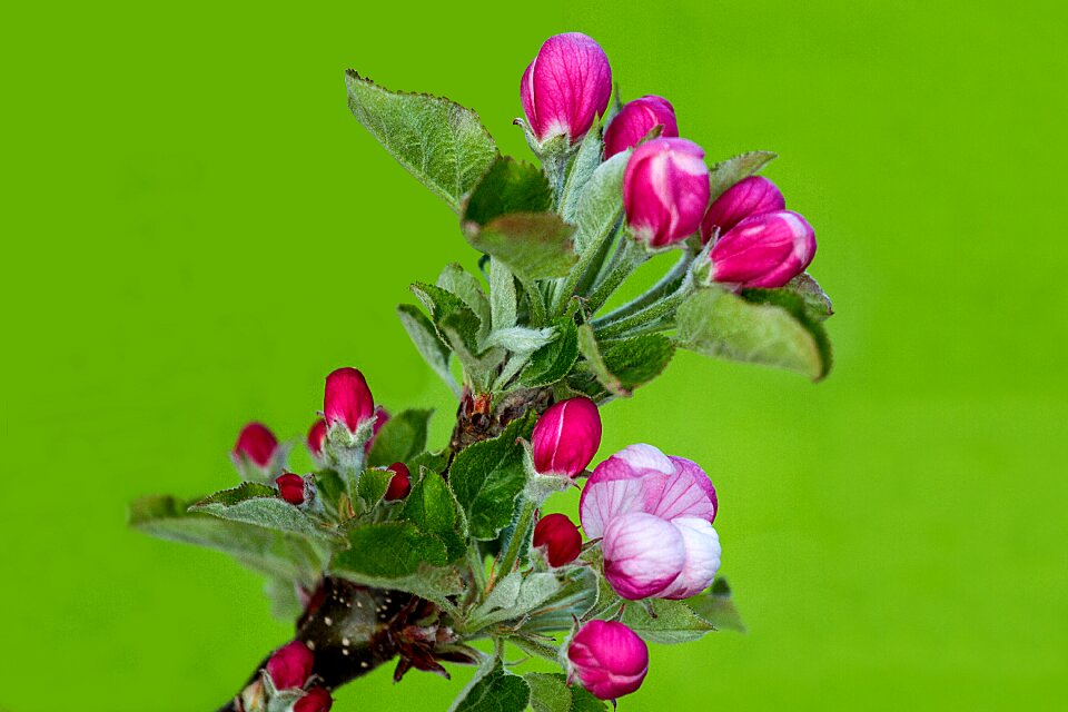 Blossom bloom spring