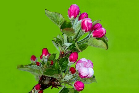 Blossom bloom spring