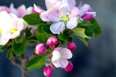 Blossom bloom spring