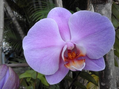 Orchid nature plant