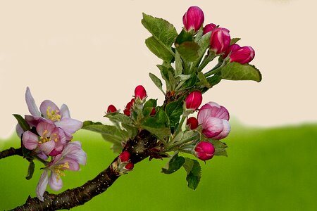 Blossom bloom spring