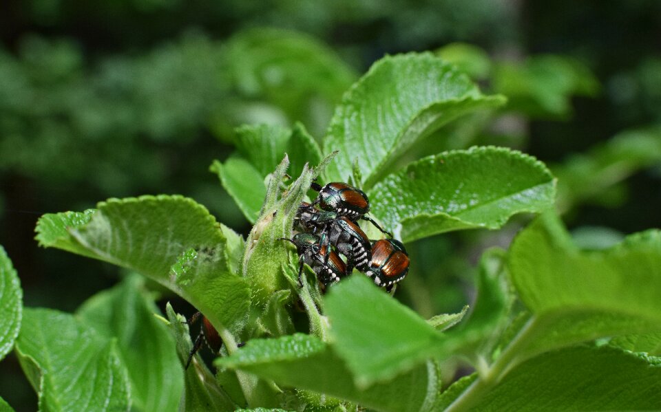 Japanese beetle animal iridescent