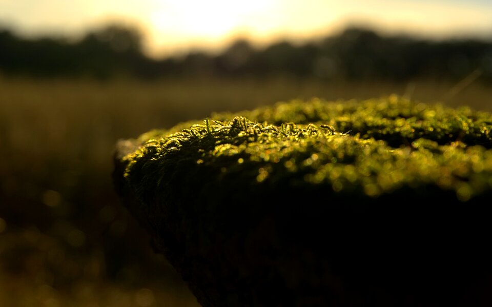 Backlighting sunset nature