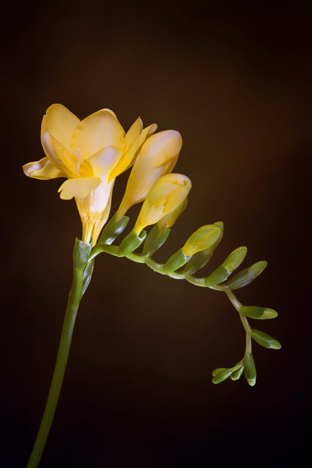 Yellow freesia tiresome schnittblume