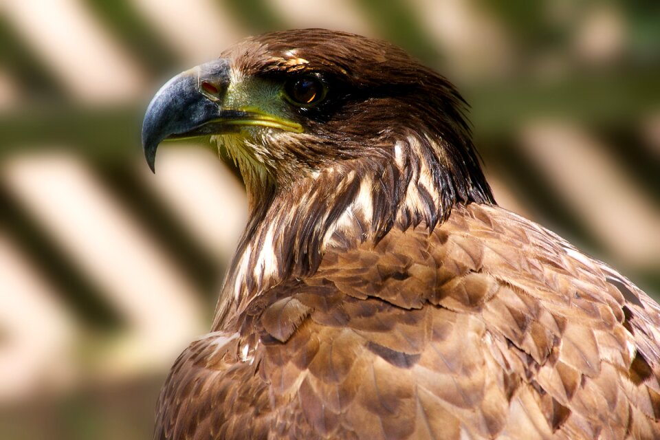 Predator nature bird