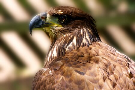 Predator nature bird photo