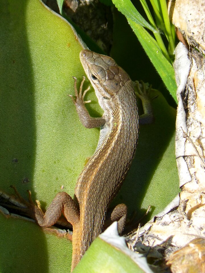 Reptile scales detail