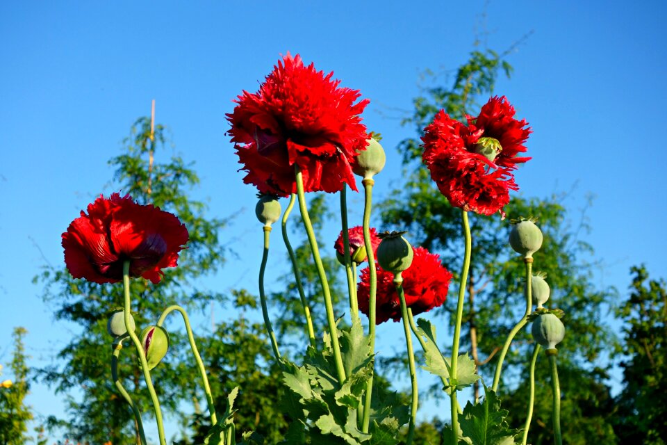 Flower papaveraceae opium