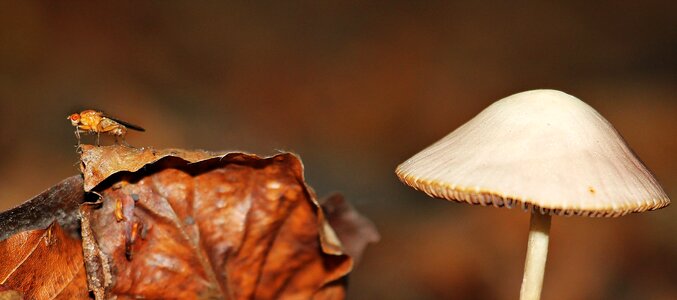 Autumn nature forest floor