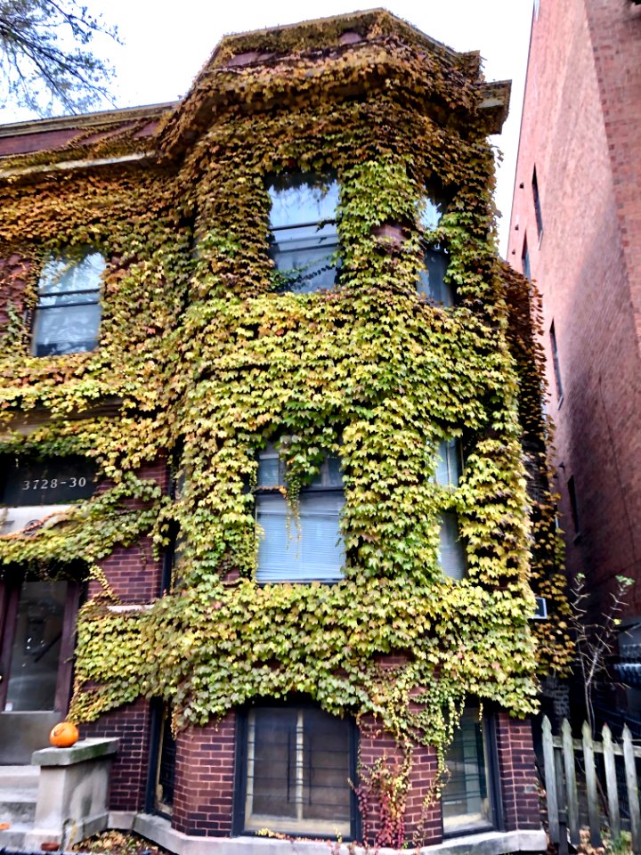 North Wilton Avenue, Lakeview, Chicago, IL 