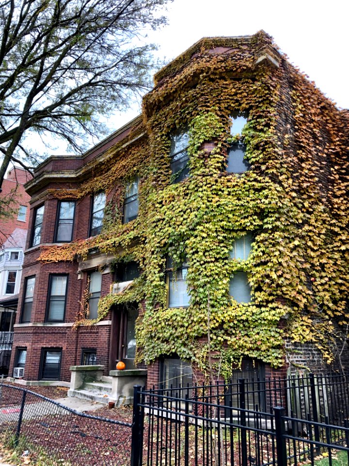 North Wilton Avenue, Lakeview, Chicago, IL 