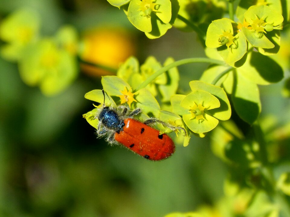 Detail orange flower