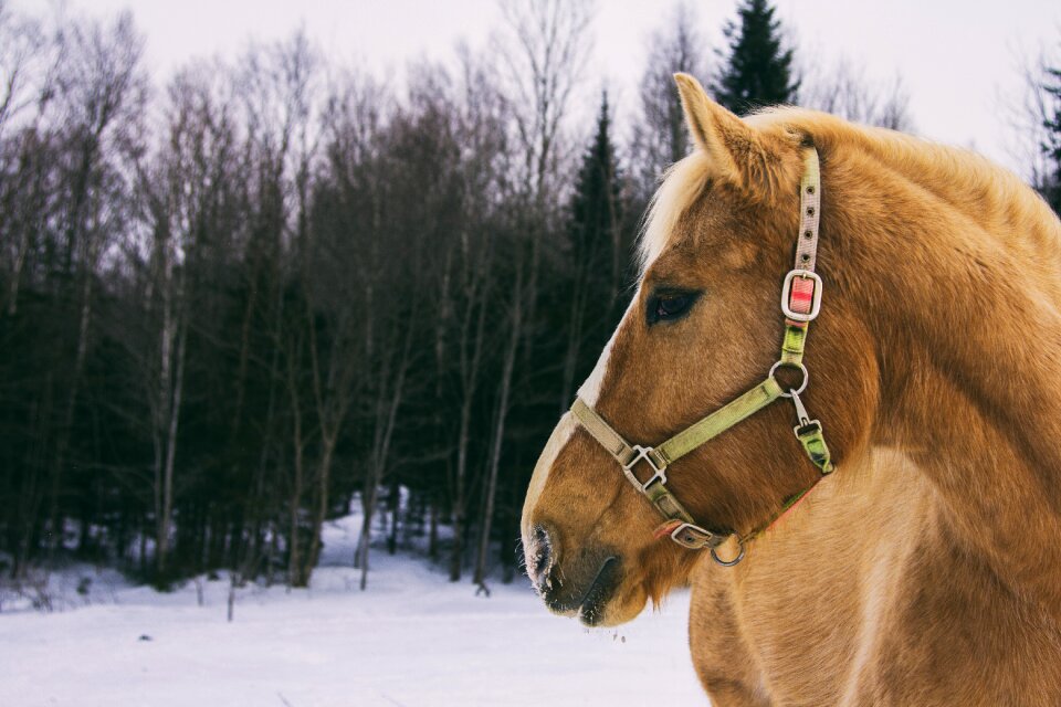 Quebec canada winter