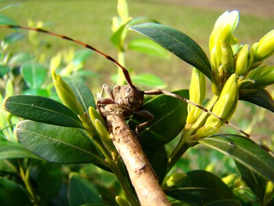 Insect length probe photo