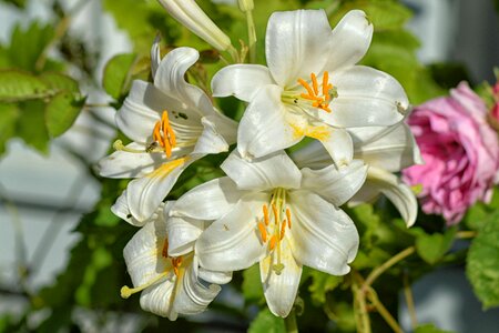 Flowers white spring photo