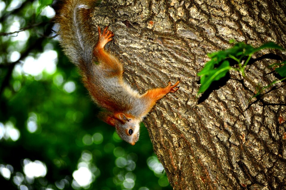 Squirrel tree prirodazhivotnoe