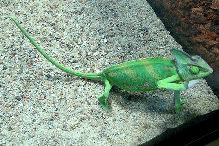 Green lizard chamaeleo calyptratus