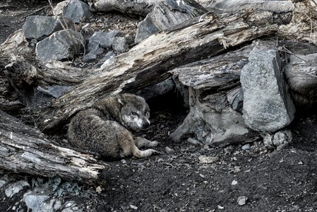 Risk european wolves predator