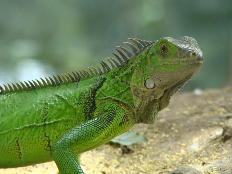Reptile park lake