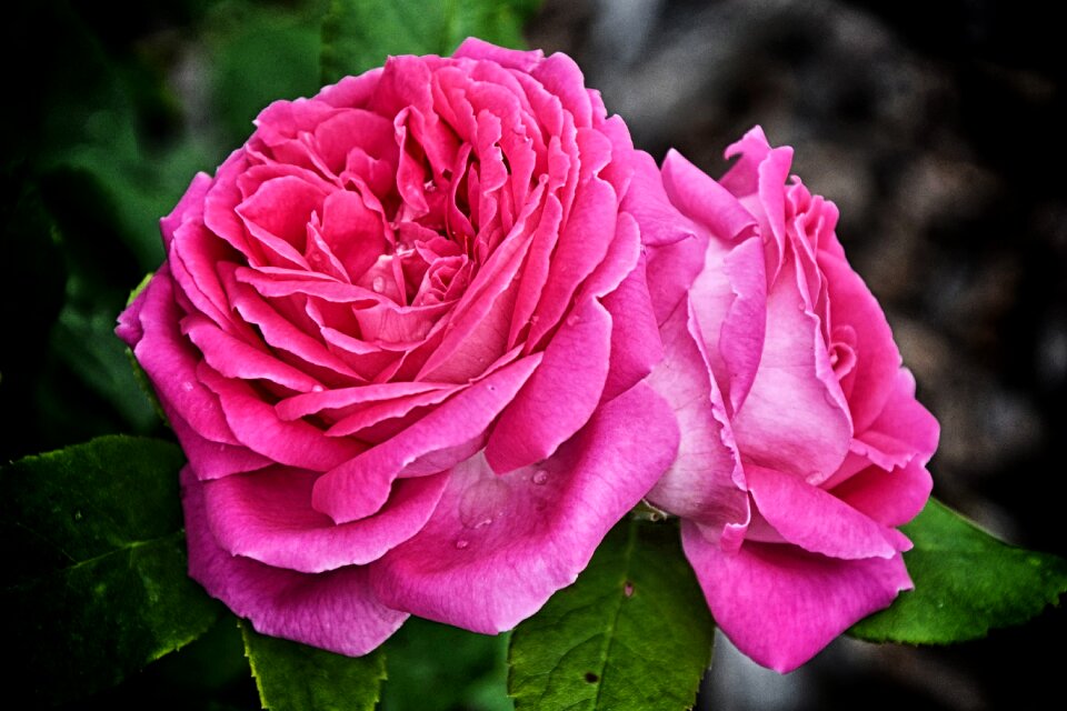 Blossom bloom flower