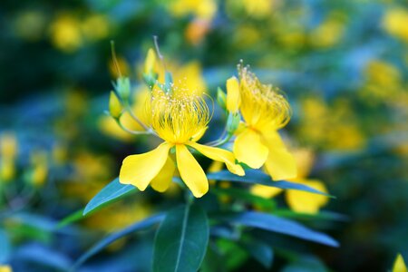 Micro flowers the scenery