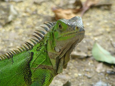 Reptile park animals