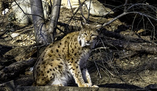 Animal eurasischer lynx mammals photo