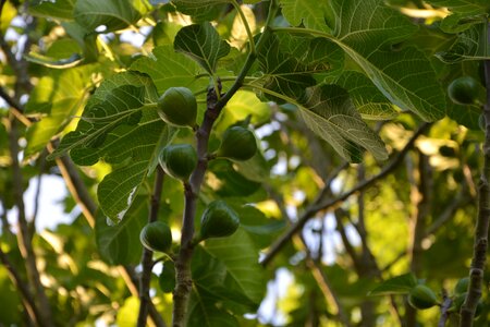 Green fruit summer