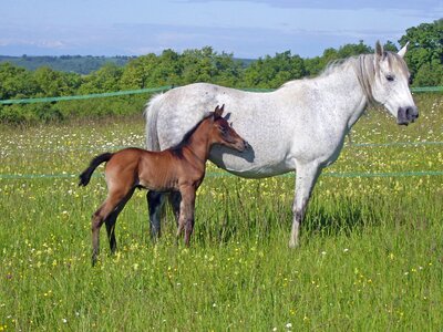 Pre horses prairie