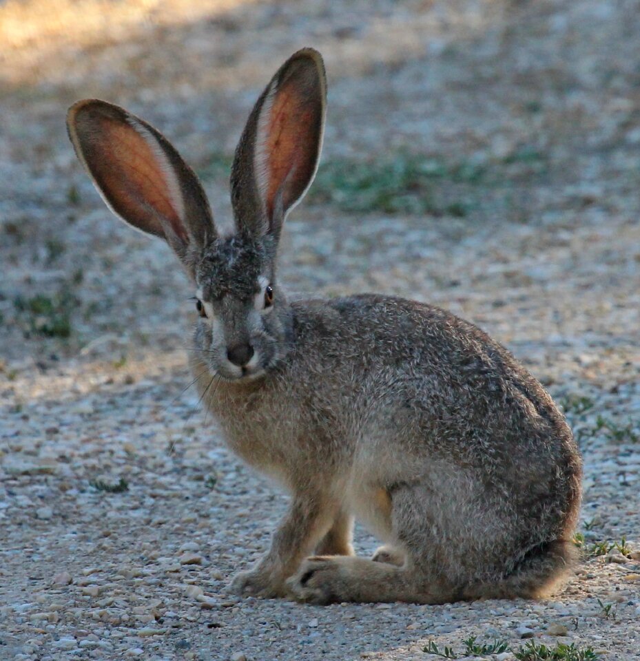 Bunny cute big ears