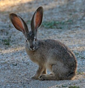 Bunny cute big ears photo