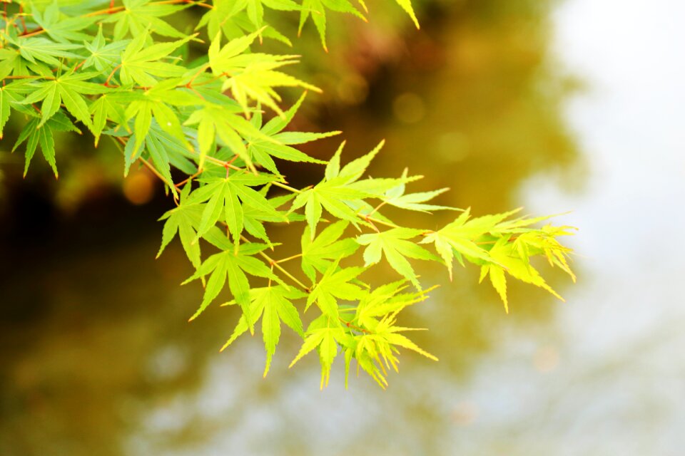 Macro summer acer palmatum