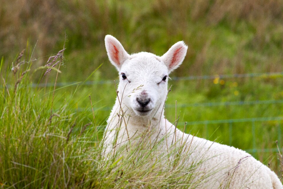 Animal livestock agriculture