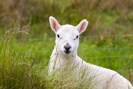 Animal livestock agriculture