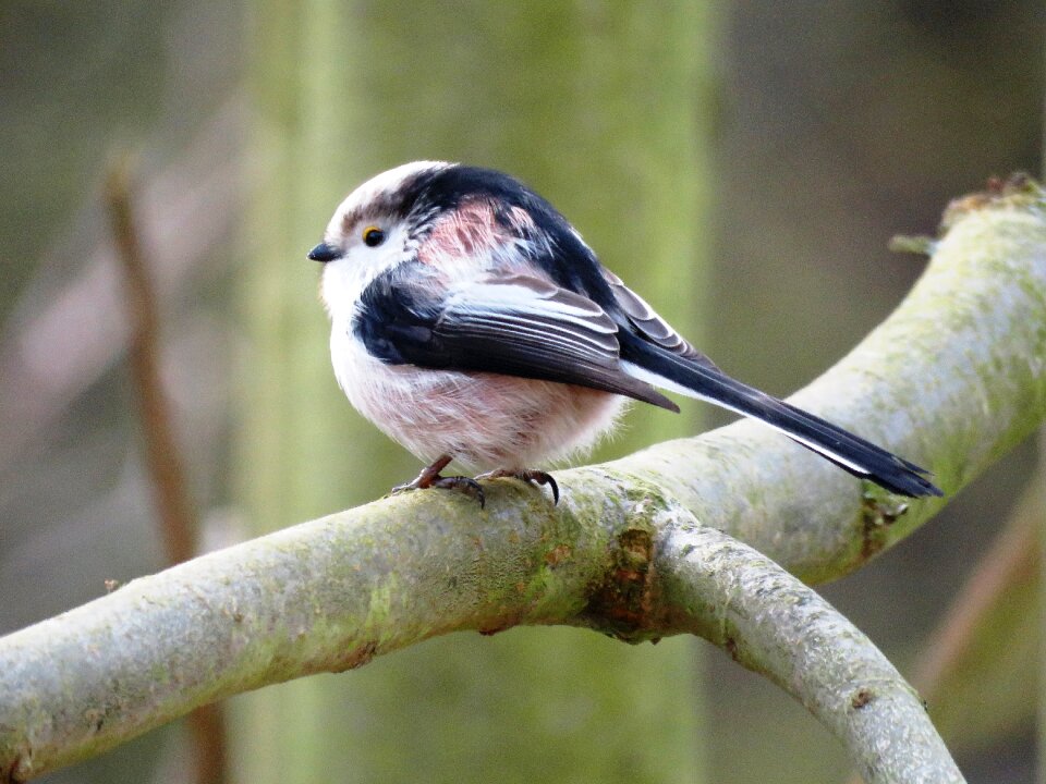 Bird sparrow bird branch