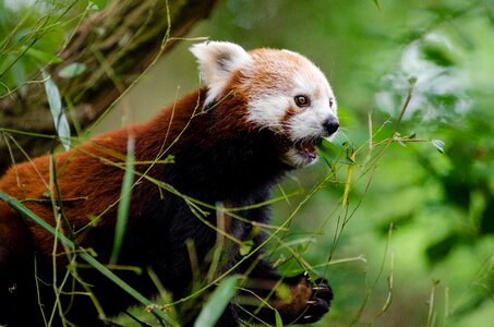Plants red panda wildlife photo