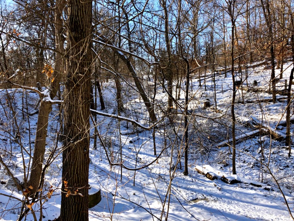 Snowy Burnet Woods, Clifton, Cincinnati, OH 