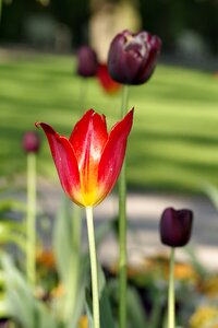 Single flowers spring