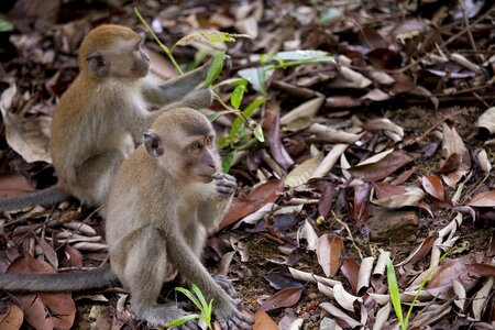 Animal wildlife primate photo