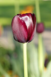 Vertically single the petals