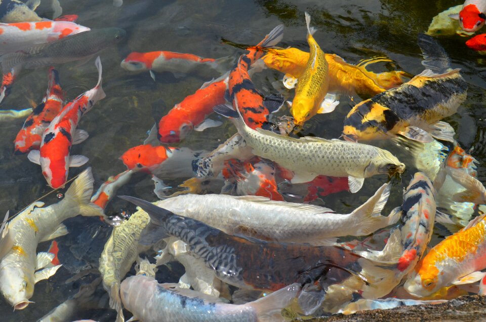 Koi fish ornamental fish fish pond