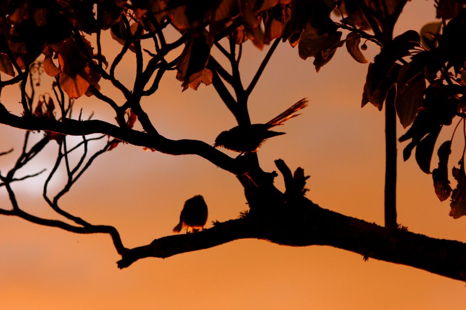 Glow sunset brown news