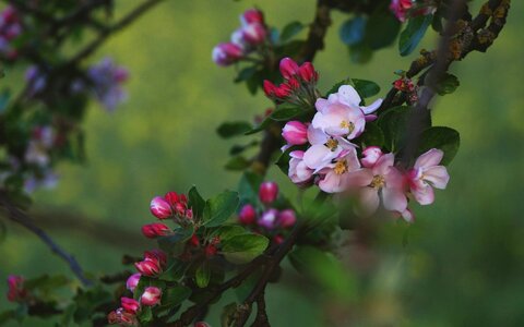Spring blossom flower photo
