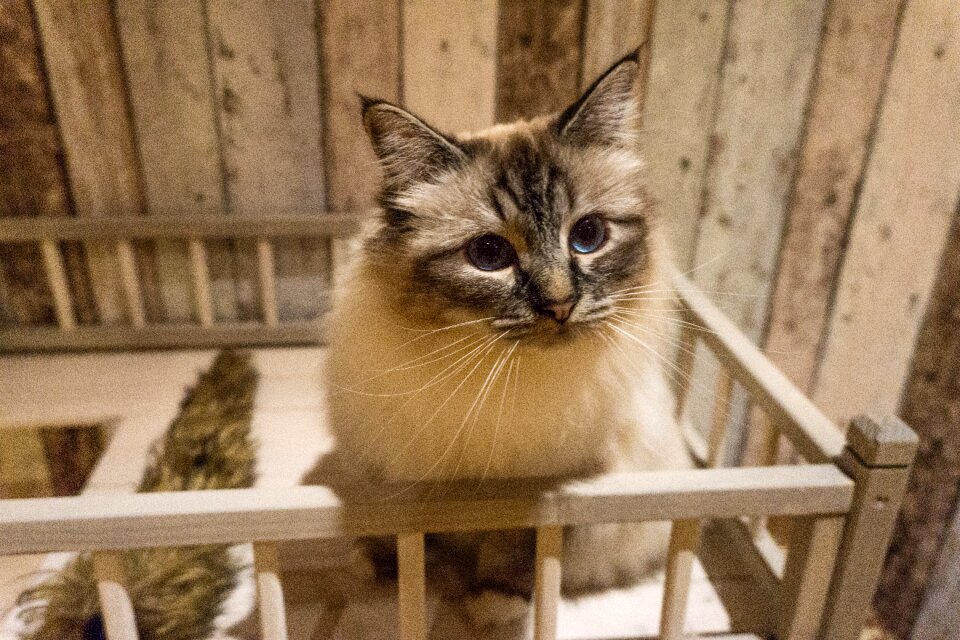 Young cat cute love