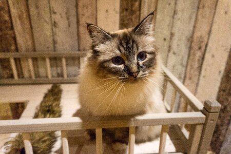 Young cat cute love