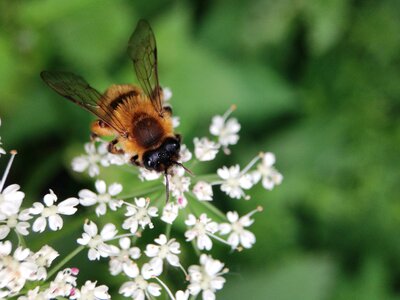 Bee flowers nature