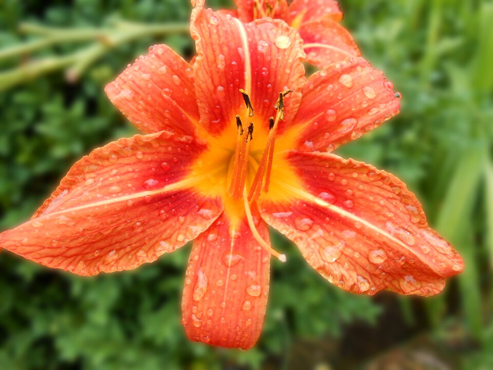 Hemerocallis bloom flower
